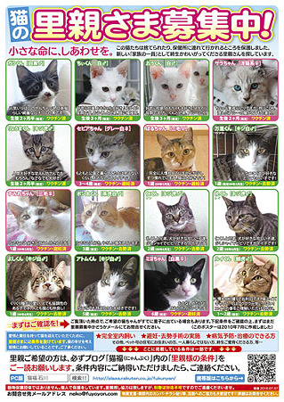 100714-にゃんぷく～新しい家族募集ちぅ！