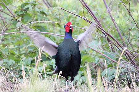 キジ１－２IMG_8146