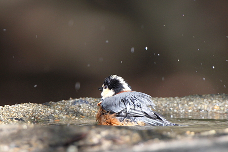 ヤマガラ６IMG_3123