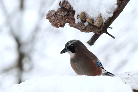 カケス４IMG_1242