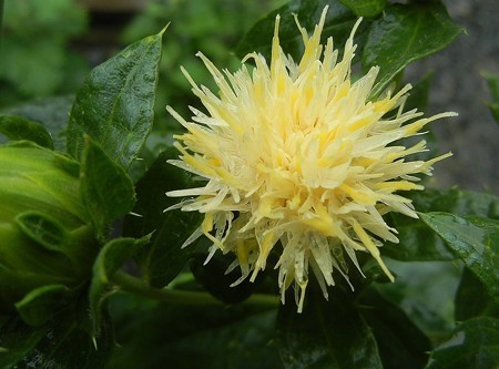 ベニバナ・07.19