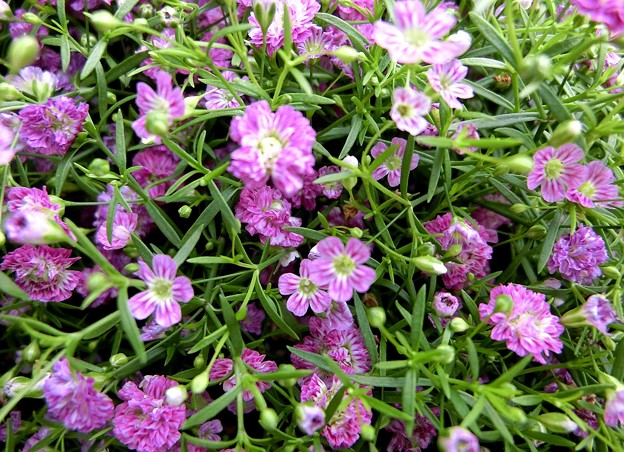 ジプシーディープローズ・A