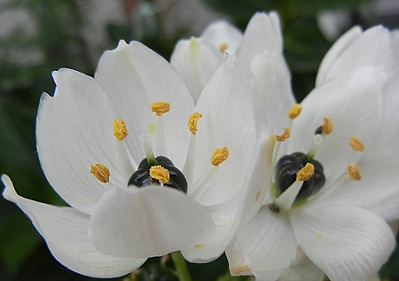 オーニソガラム・アラビクム