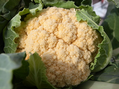 オレンジカリフラワー３