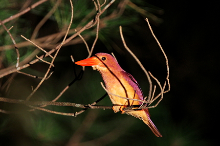 アカショウビン５IMG_1646