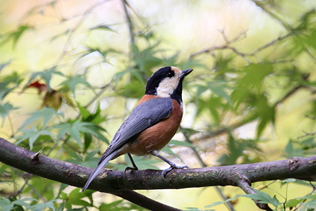 ヤマガラ１IMG_0426