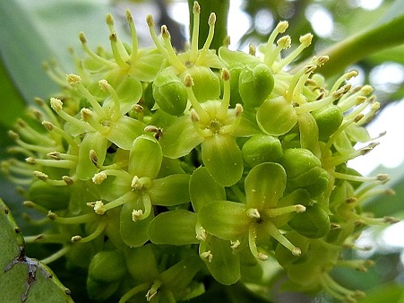 タラヨウ（多羅葉）・12.05.20