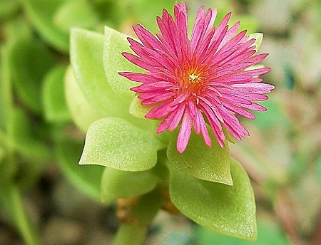 ハナヅルソウ・B