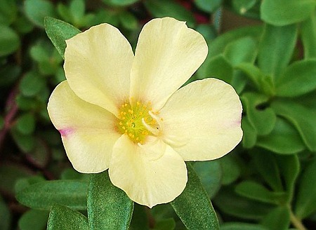 ポーチュラカ・11.07.08