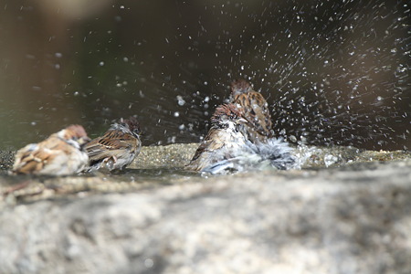 スズメ６IMG_3077