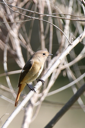 ジョウビタキ♀６IMG_4015