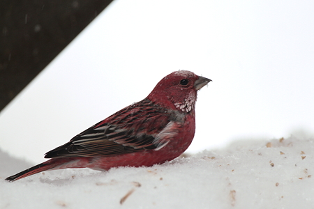 オオマシコ５IMG_1163