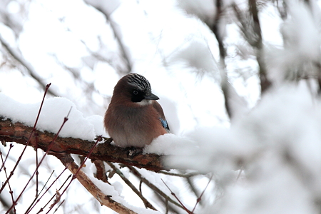 カケス３IMG_1227