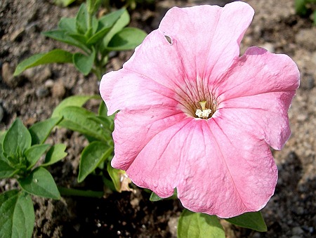 ペチュニア・ピンク