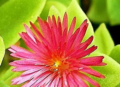 ハナヅルソウ・A