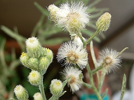 オオアレチノギク