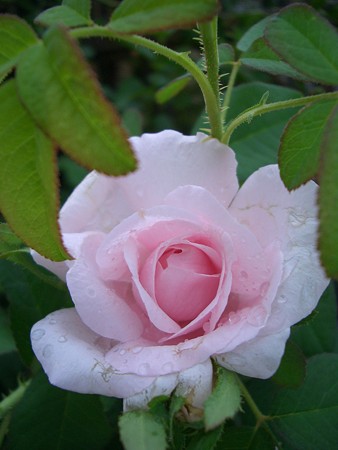 コンテ・ドゥ・シャンポール 003