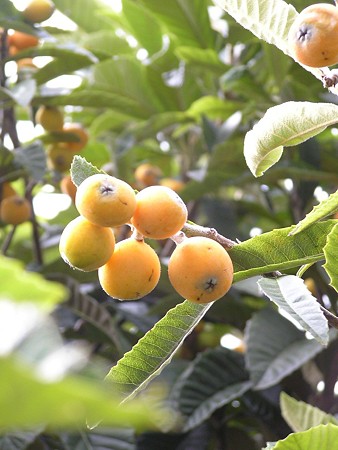 ちいさくてもたわわ～