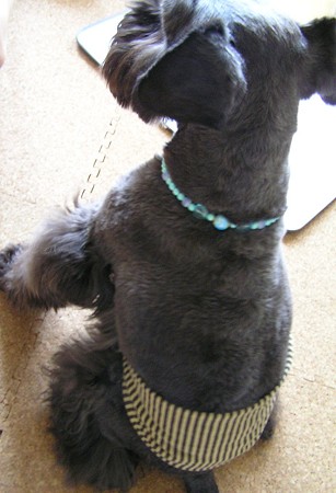 腹巻？なんちゃってマナーバンドです。