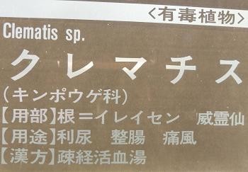 クレマチス・花名札