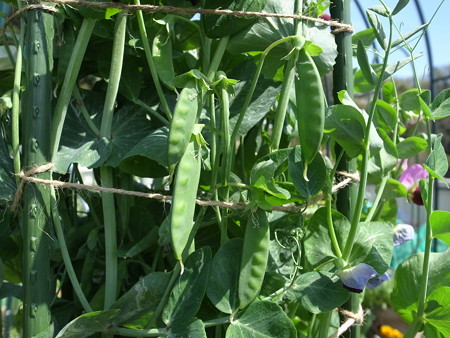 写真: サヤエンドウ