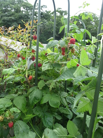 写真: ラズベリー２