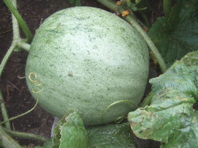 0802メロン１番果