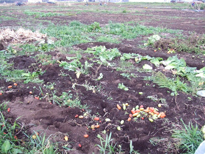 1102第２ファーム撤収完了