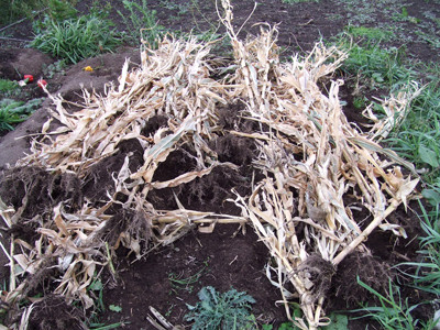 1102ポップコーン撤収