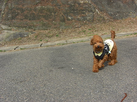 2/1　ドッグランチロル7