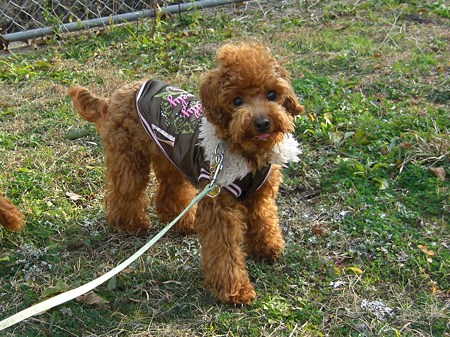 2/2　お散歩チロル