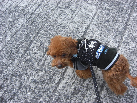 2/20　お散歩チロル