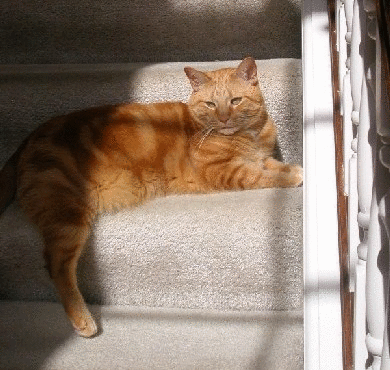 日向でネムネム