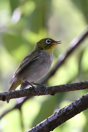 メジロ２IMG_2570