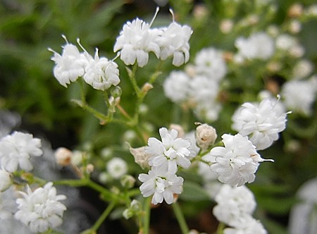 宿根かすみ草・A