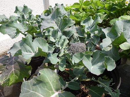 ブロッコリー１