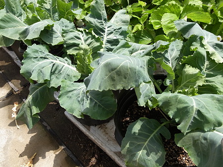 カリフラワー１