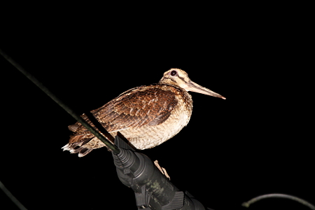 アマミヤマシギ４IMG_1611