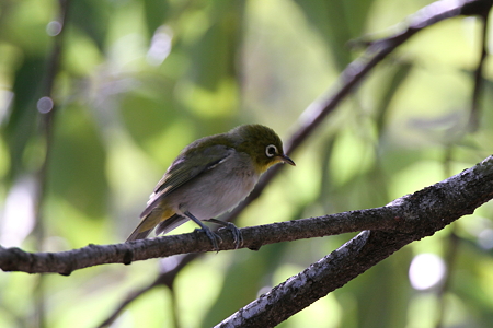 メジロ１IMG_2568