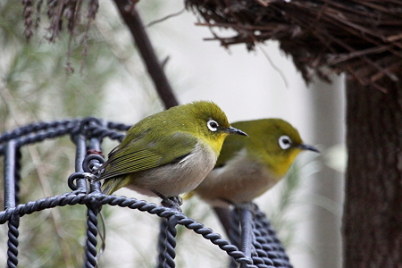 メジロ４IMG_1662