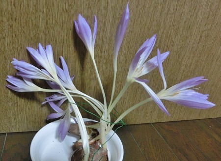 我家のコルチカムA