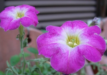 ペチュニア・Ｊ