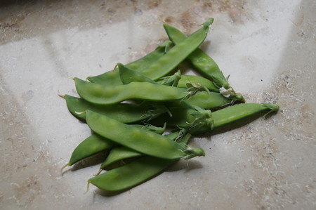 窓辺で収穫したサヤエンドウ