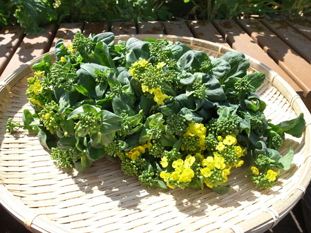 写真: 収穫野菜３