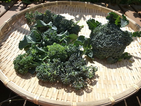 写真: 収穫野菜５