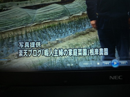写真: ちょこっときん菜園！２