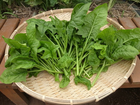 写真: 収穫野菜２