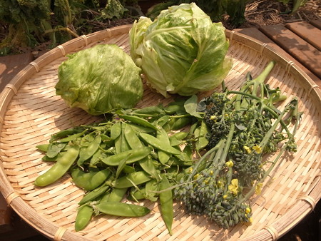 写真: 収穫野菜12