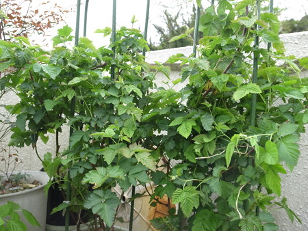 写真: ラズベリー３