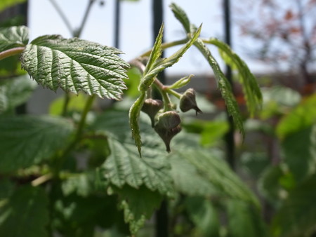 写真: ラズベリー２